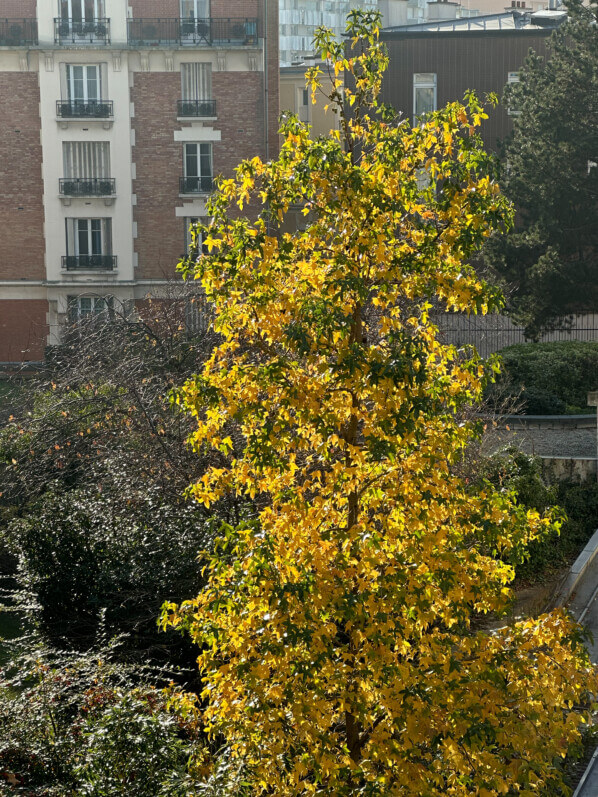 Liquidambar avec son feuillage d'automne, Paris 19e (75)