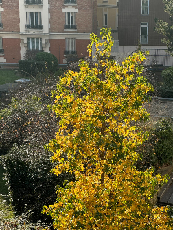 Liquidambar avec son feuillage d'automne, Paris 19e (75)