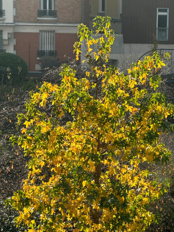 Liquidambar avec son feuillage d'automne, Paris 19e (75)