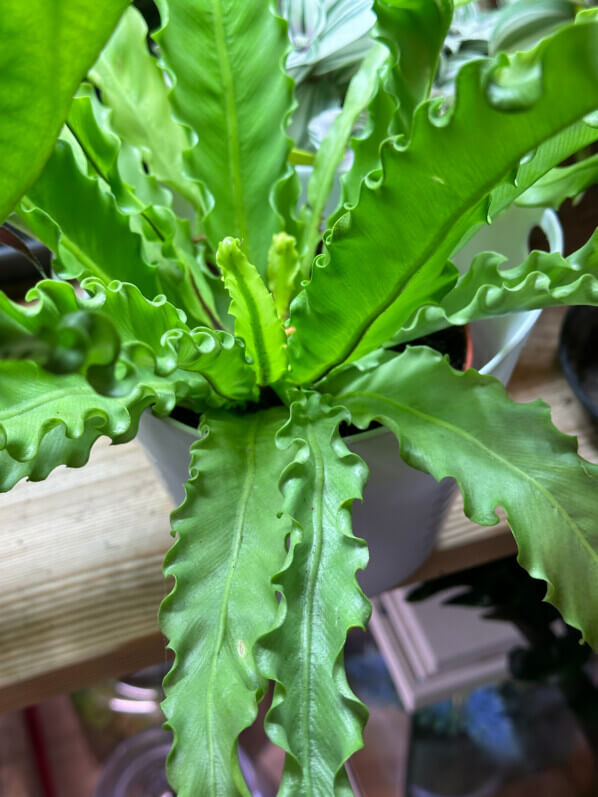 Asplenium 'Osaka', fougère, plante d'intérieur, Paris 19e (75)