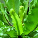 Asplenium 'Osaka', fougère, plante d'intérieur, Paris 19e (75)