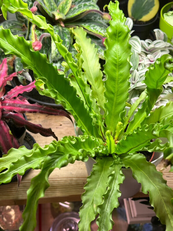 Asplenium 'Osaka', fougère, plante d'intérieur, Paris 19e (75)