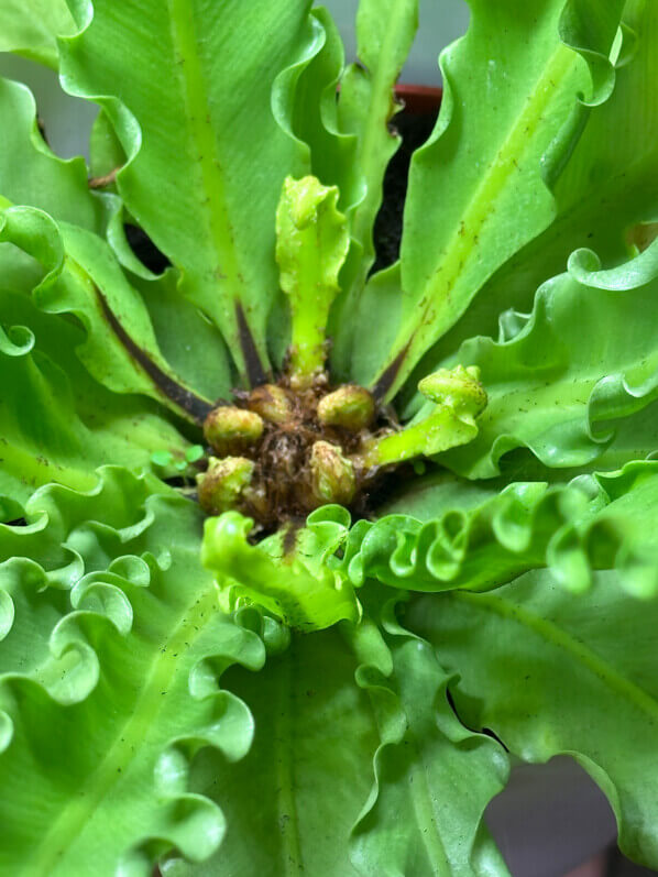 Asplenium 'Osaka', fougère, plante d'intérieur, Paris 19e (75)