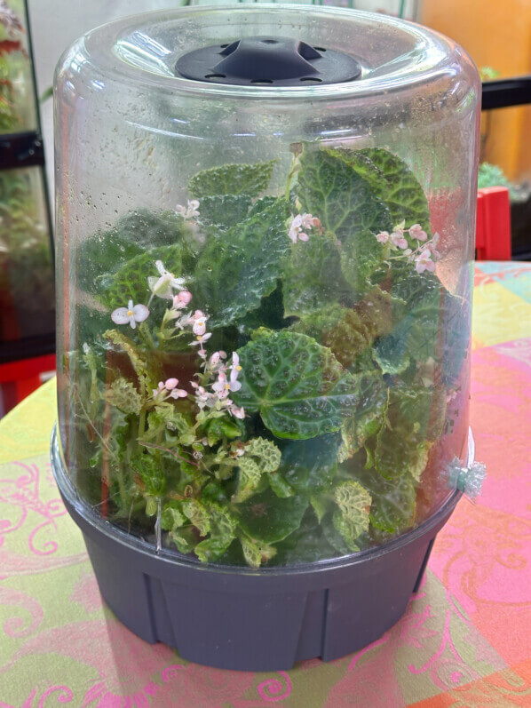 Begonia dracopelta, Bégoniacées, plante d'intérieur, terrarium, Paris 19e (75)