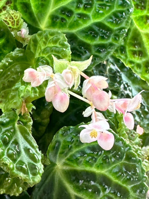 Begonia dracopelta, Bégoniacées, plante d'intérieur, terrarium, Paris 19e (75)