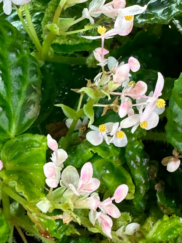 Begonia dracopelta, Bégoniacées, plante d'intérieur, terrarium, Paris 19e (75)