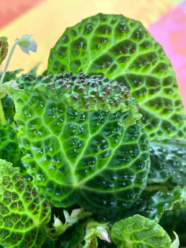 Begonia dracopelta, Bégoniacées, plante d'intérieur, terrarium, Paris 19e (75)