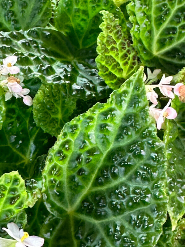 Begonia dracopelta, Bégoniacées, plante d'intérieur, terrarium, Paris 19e (75)