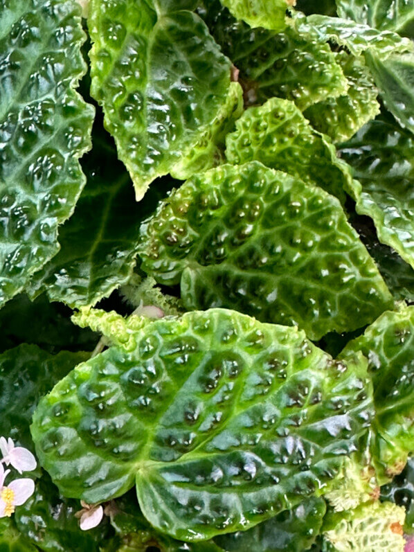 Begonia dracopelta, Bégoniacées, plante d'intérieur, terrarium, Paris 19e (75)