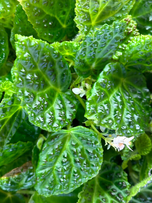 Begonia dracopelta, Bégoniacées, plante d'intérieur, terrarium, Paris 19e (75)