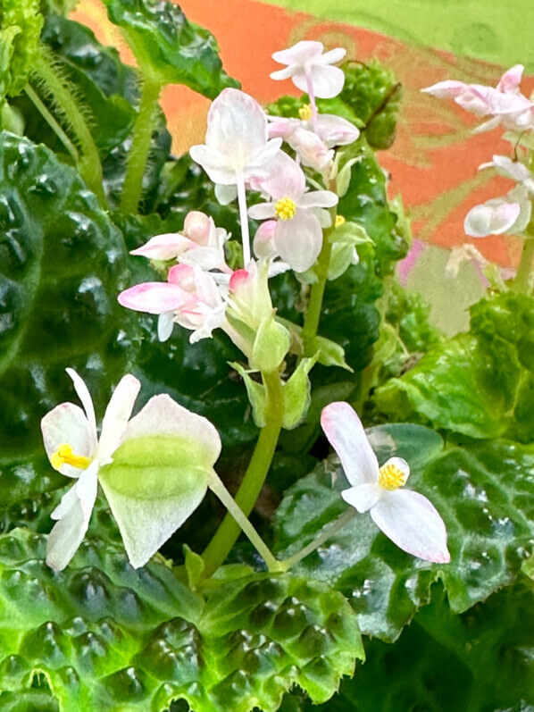 Begonia dracopelta, Bégoniacées, plante d'intérieur, terrarium, Paris 19e (75)