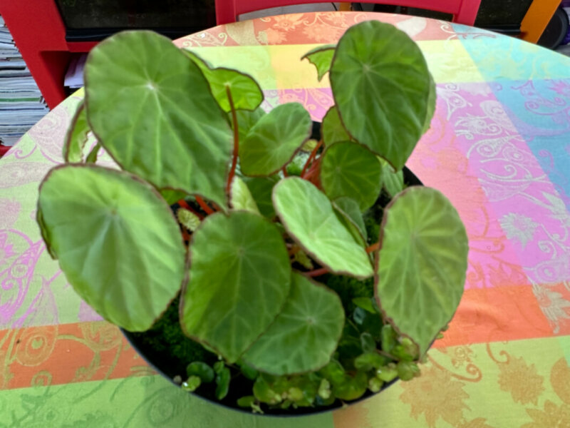 Begonia scapigera, Bégoniacées, plante d'intérieur, terrarium, Paris 19e (75)