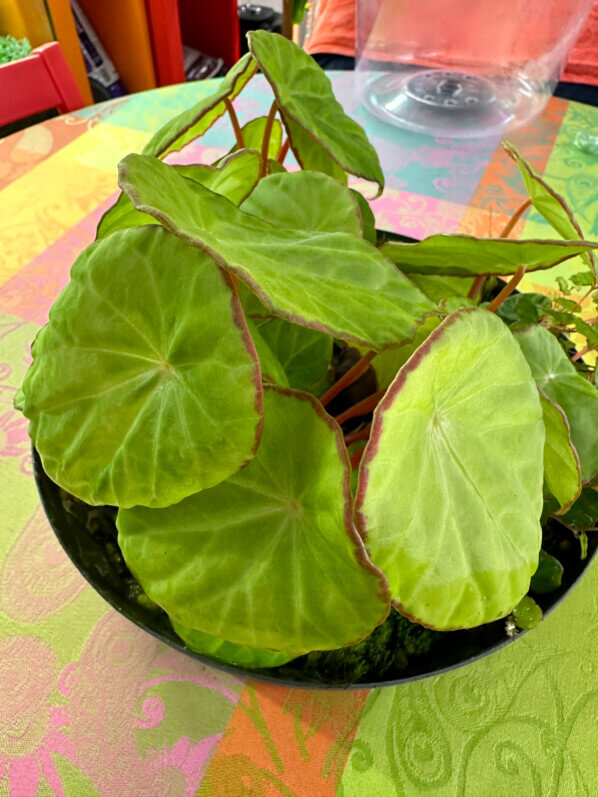 Begonia scapigera, Bégoniacées, plante d'intérieur, terrarium, Paris 19e (75)