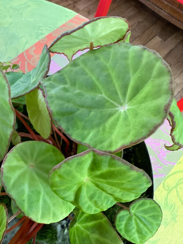 Begonia scapigera, Bégoniacées, plante d'intérieur, terrarium, Paris 19e (75)