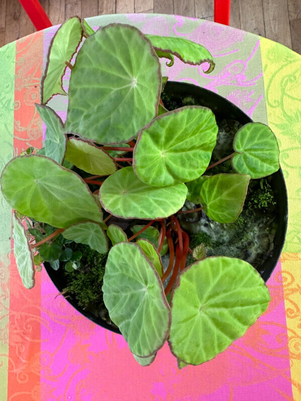 Begonia scapigera, Bégoniacées, plante d'intérieur, terrarium, Paris 19e (75)