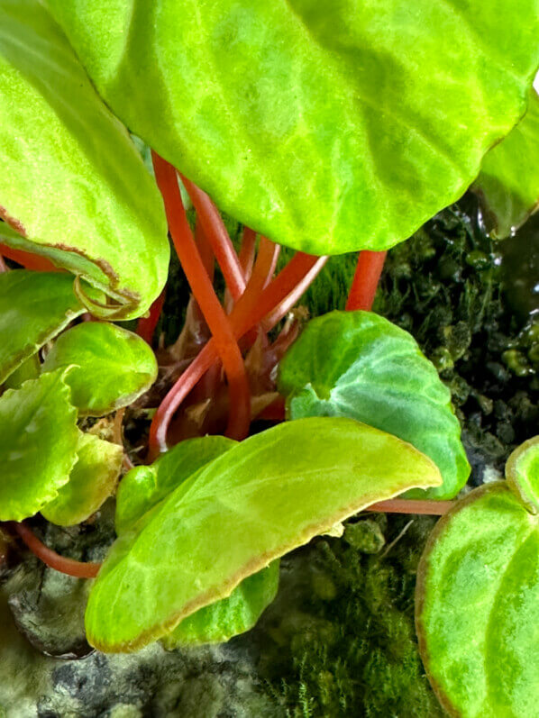 Begonia scapigera, Bégoniacées, plante d'intérieur, terrarium, Paris 19e (75)