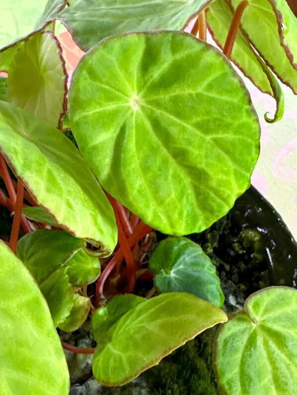 Begonia scapigera, Bégoniacées, plante d'intérieur, terrarium, Paris 19e (75)