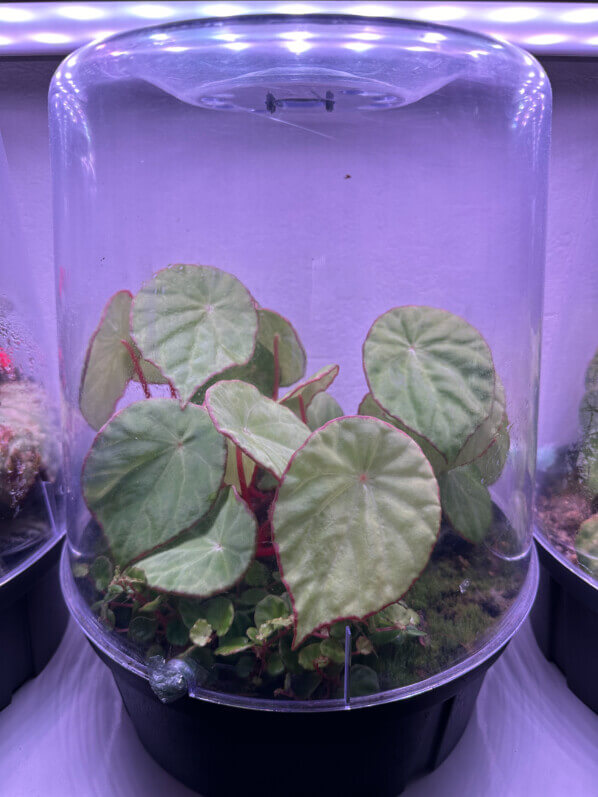 Begonia scapigera, Bégoniacées, plante d'intérieur, terrarium, Paris 19e (75)