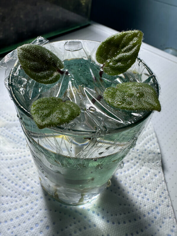 Boutures de feuilles de saintpaulia avec pétiole sur un verre d'eau, Gesnériacées, plante d'intérieur, Paris 19e (75)