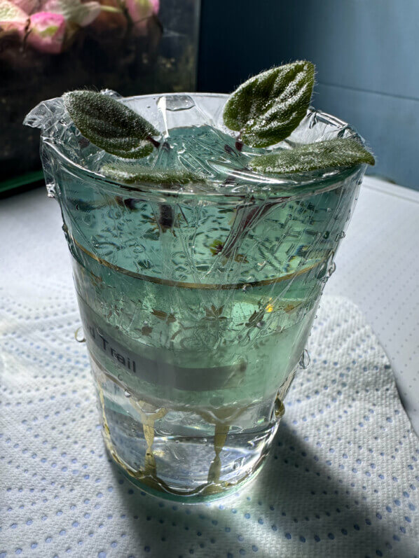 Boutures de feuilles de saintpaulia avec pétiole sur un verre d'eau, Gesnériacées, plante d'intérieur, Paris 19e (75)