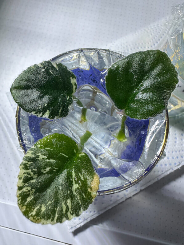 Boutures de feuilles de saintpaulia avec pétiole sur un verre d'eau, Gesnériacées, plante d'intérieur, Paris 19e (75)