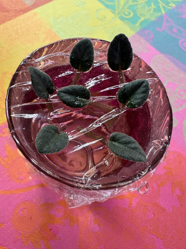 Boutures de feuilles de saintpaulia avec pétiole sur un verre d'eau, Gesnériacées, plante d'intérieur, Paris 19e (75)