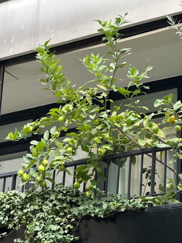 Citronnier sur un balcon parisien, arbre fruitier, agrume, rue de la Roquette, Paris 11e (75)