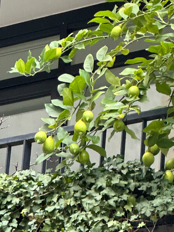 Citronnier sur un balcon parisien, arbre fruitier, agrume, rue de la Roquette, Paris 11e (75)