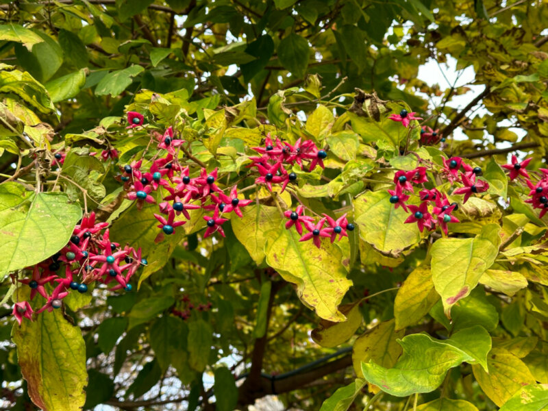 Clerodendron, fruits, arbre, automne, Paris 4e (75)