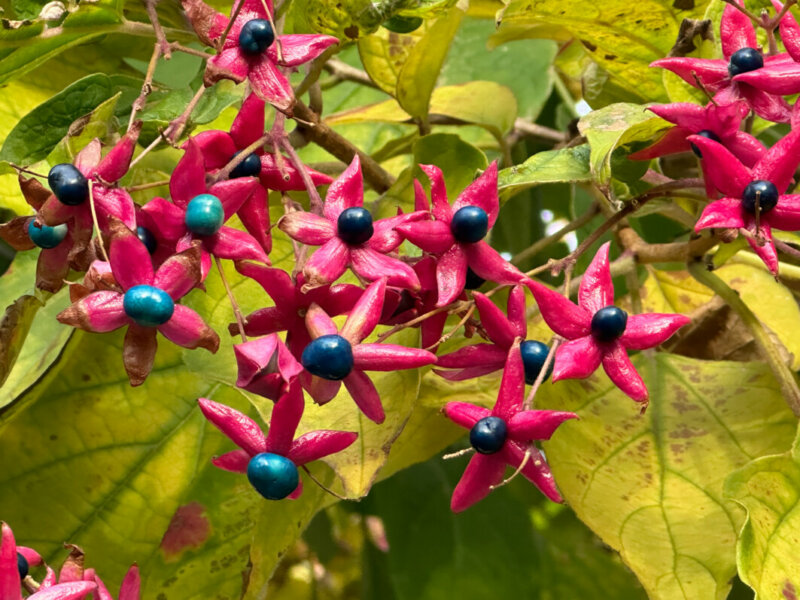 Clerodendron, fruits, arbre, automne, Paris 4e (75)