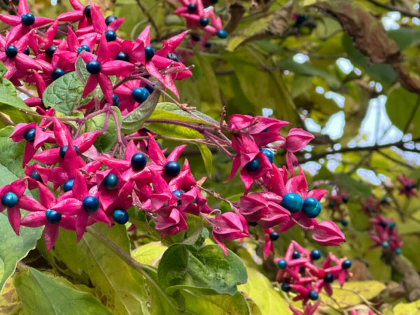 Clerodendron, fruits, arbre, automne, Paris 4e (75)