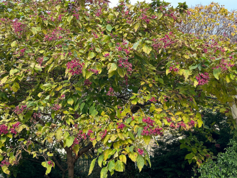 Clerodendron, fruits, arbre, automne, Paris 4e (75)