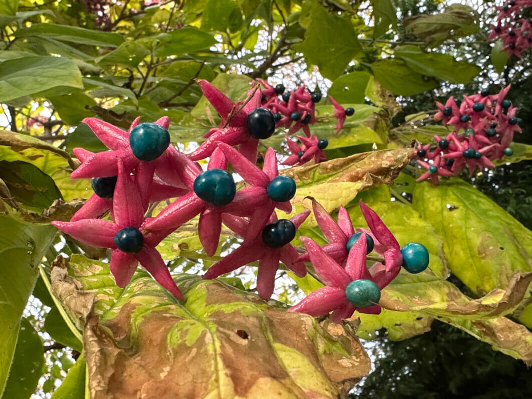 Lire la suite à propos de l’article Les jolies perles de l’arbre du clergé ou clérodendron trichotome (Clerodendron trichotomum)
