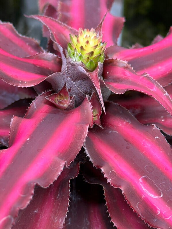 Lire la suite à propos de l’article Mon cryptanthus prêt à fleurir assure sa descendance