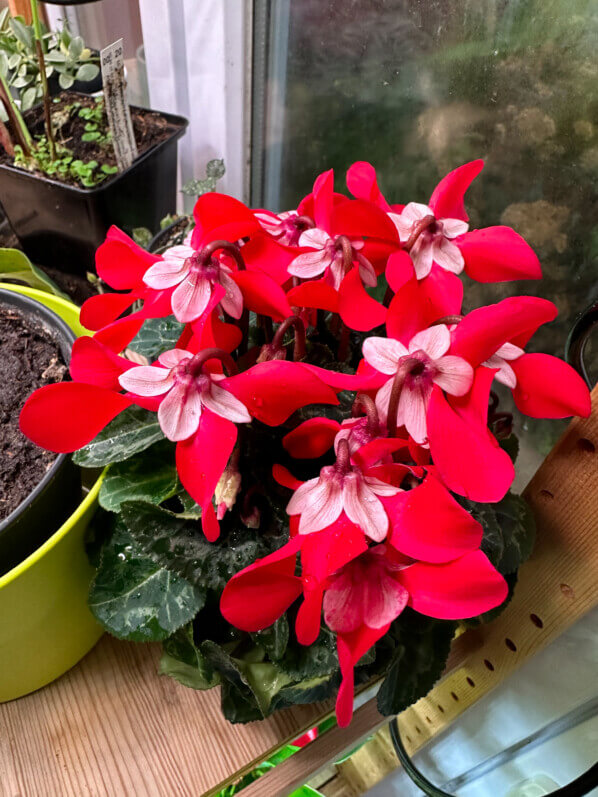 Cyclamen Super Series Djix F1, plante d'intérieur, Paris 19e (75)