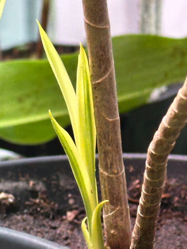 Nouvelle pousse de Dracaena, plante d'intérieur, Paris 19e (75)