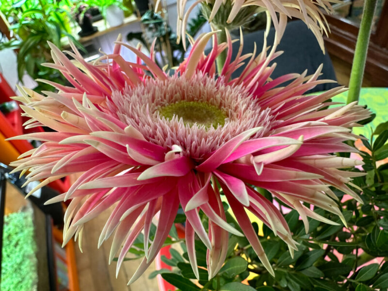 Bouquet de gerbéras, fleurs coupées, Paris 19e (75)