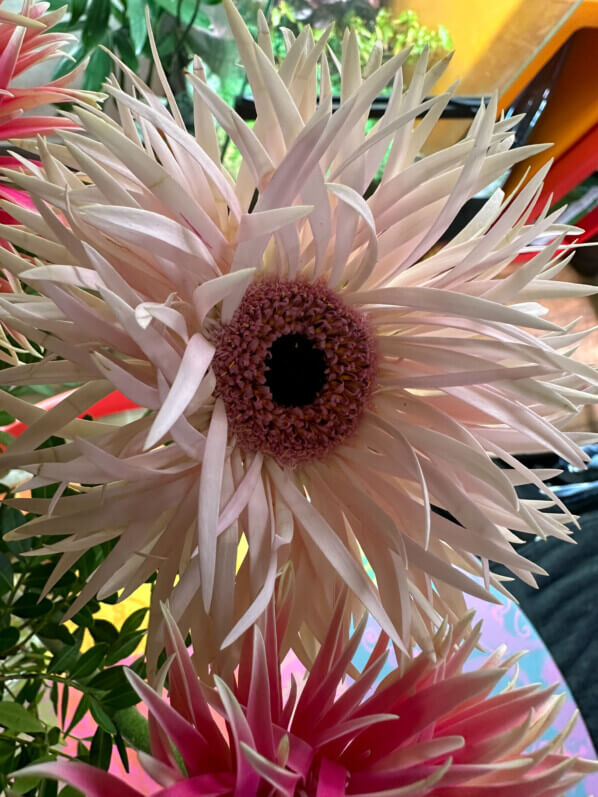 Bouquet de gerbéras, fleurs coupées, Paris 19e (75)