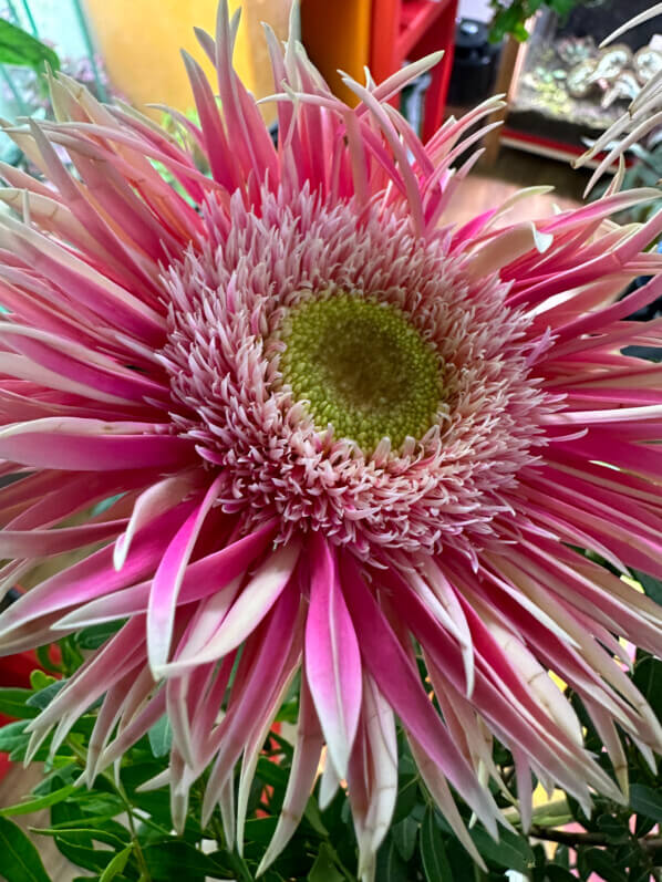 Bouquet de gerbéras, fleurs coupées, Paris 19e (75)