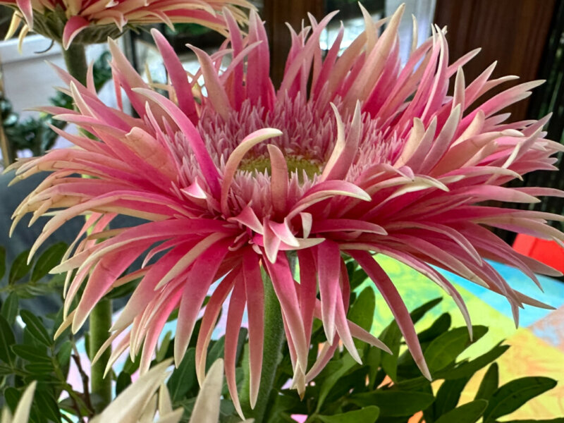 Bouquet de gerbéras, fleurs coupées, Paris 19e (75)