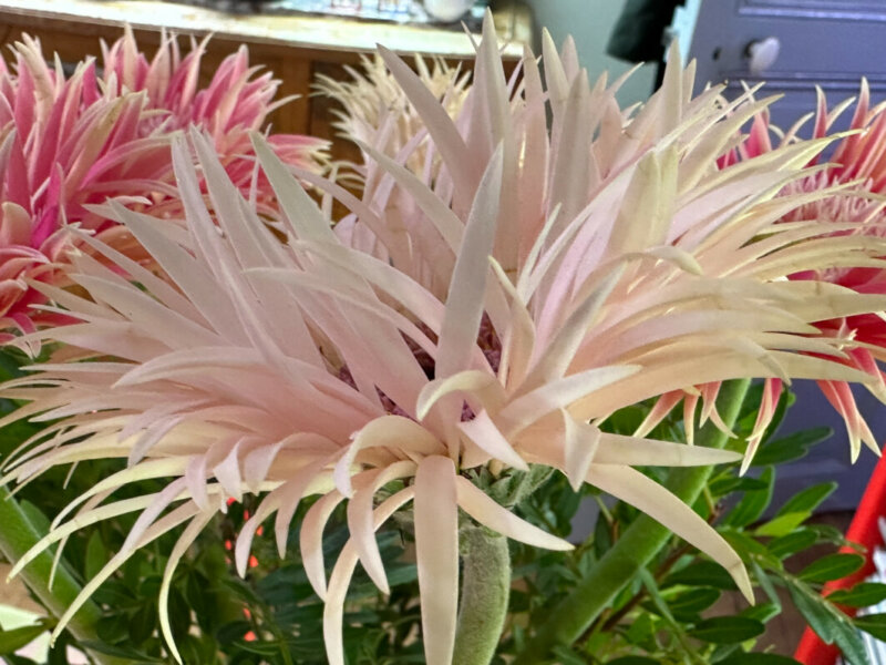 Bouquet de gerbéras, fleurs coupées, Paris 19e (75)