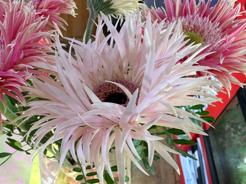 Bouquet de gerbéras, fleurs coupées, Paris 19e (75)