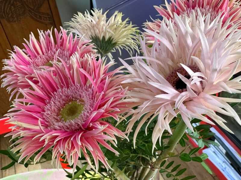 Bouquet de gerbéras, fleurs coupées, Paris 19e (75)