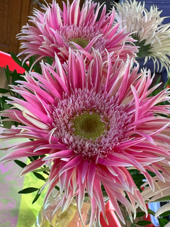 Bouquet de gerbéras, fleurs coupées, Paris 19e (75)