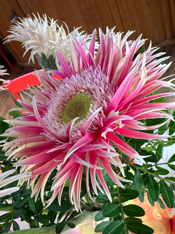 Bouquet de gerbéras, fleurs coupées, Paris 19e (75)