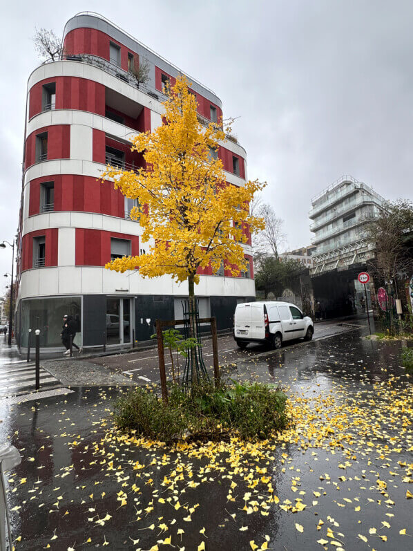 Ginkgo biloba, feuillage d'automne, rue des Ardennes, Paris 19e (75)