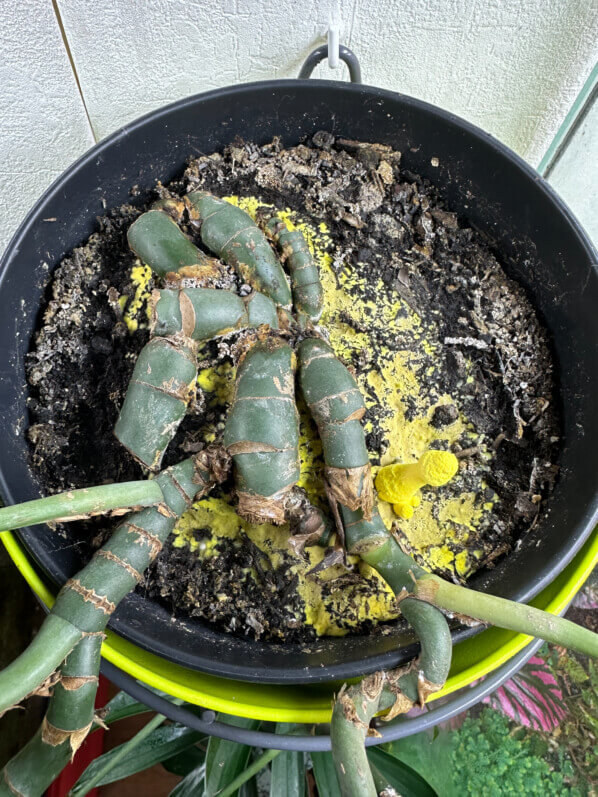 Leucocoprinus birnbaumii (Lépiote jaune), plante d'intérieur, Paris 19e (75)