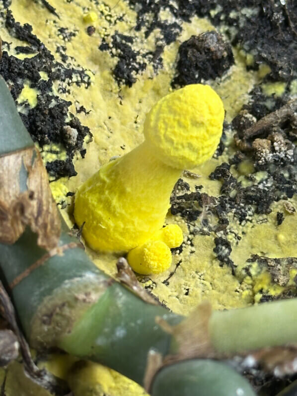 Leucocoprinus birnbaumii (Lépiote jaune), plante d'intérieur, Paris 19e (75)