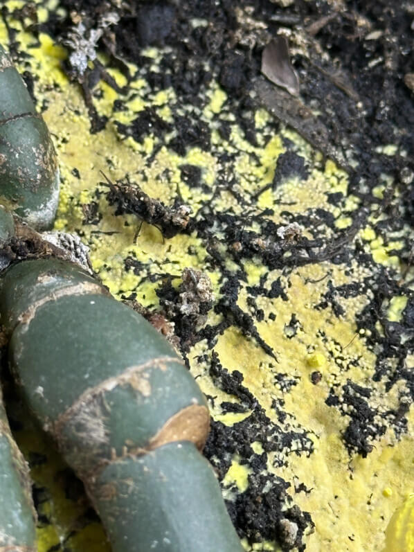 Leucocoprinus birnbaumii (Lépiote jaune), plante d'intérieur, Paris 19e (75)