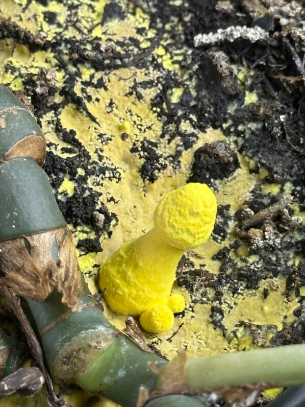 Leucocoprinus birnbaumii (Lépiote jaune), plante d'intérieur, Paris 19e (75)